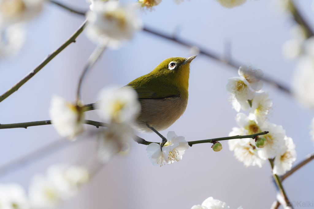 うめじろー