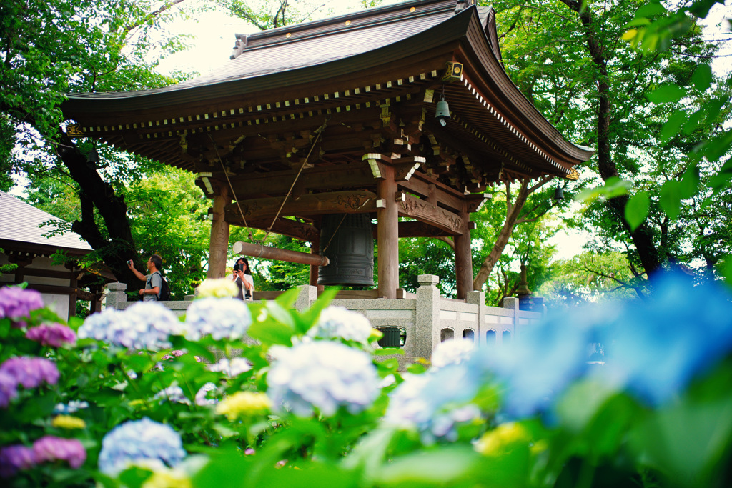 紫陽花寺