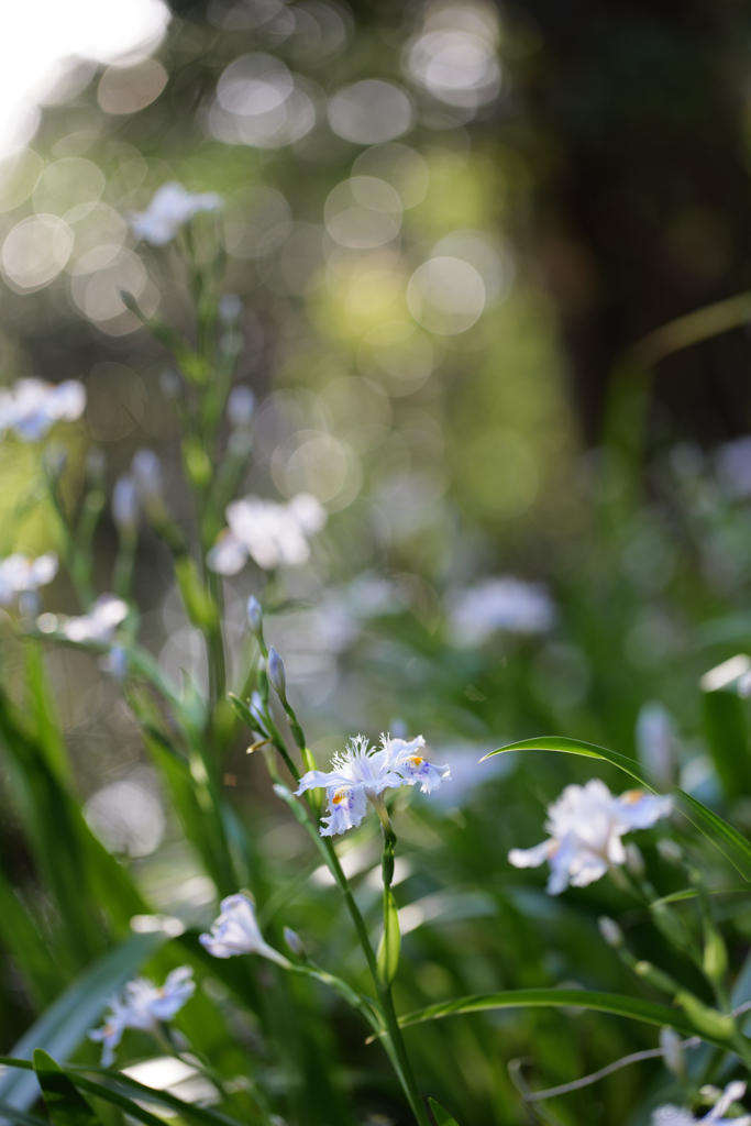 森
