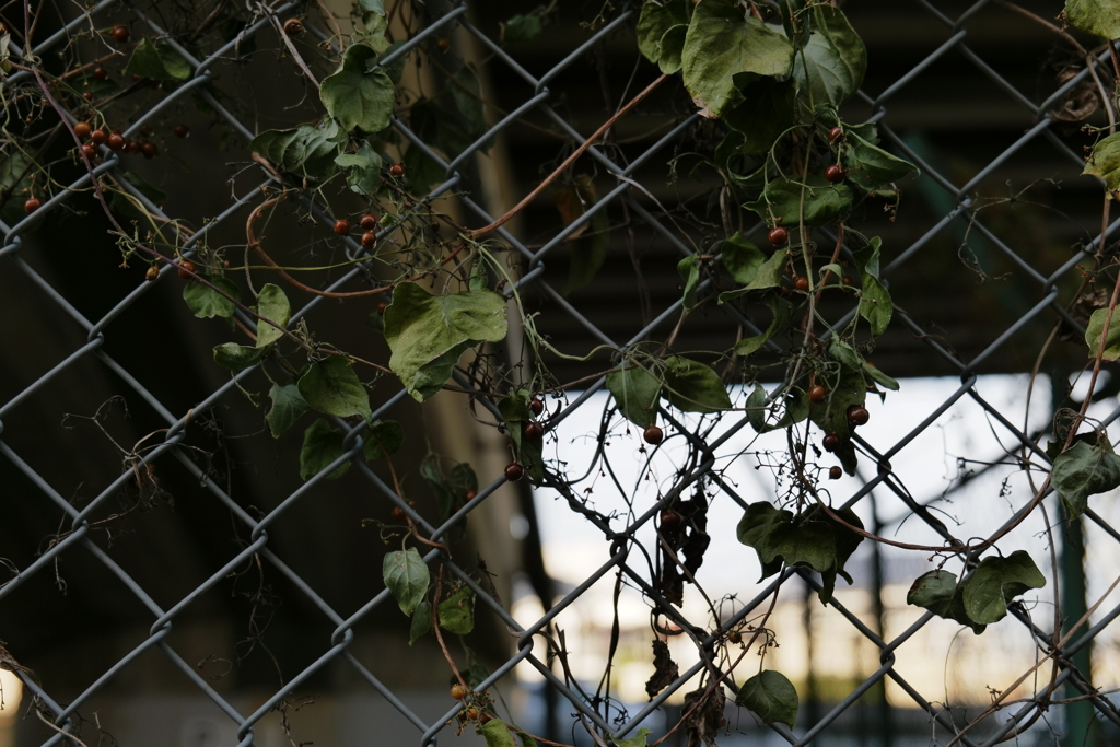 LUMIX S5 試写