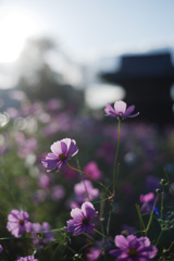 秋桜