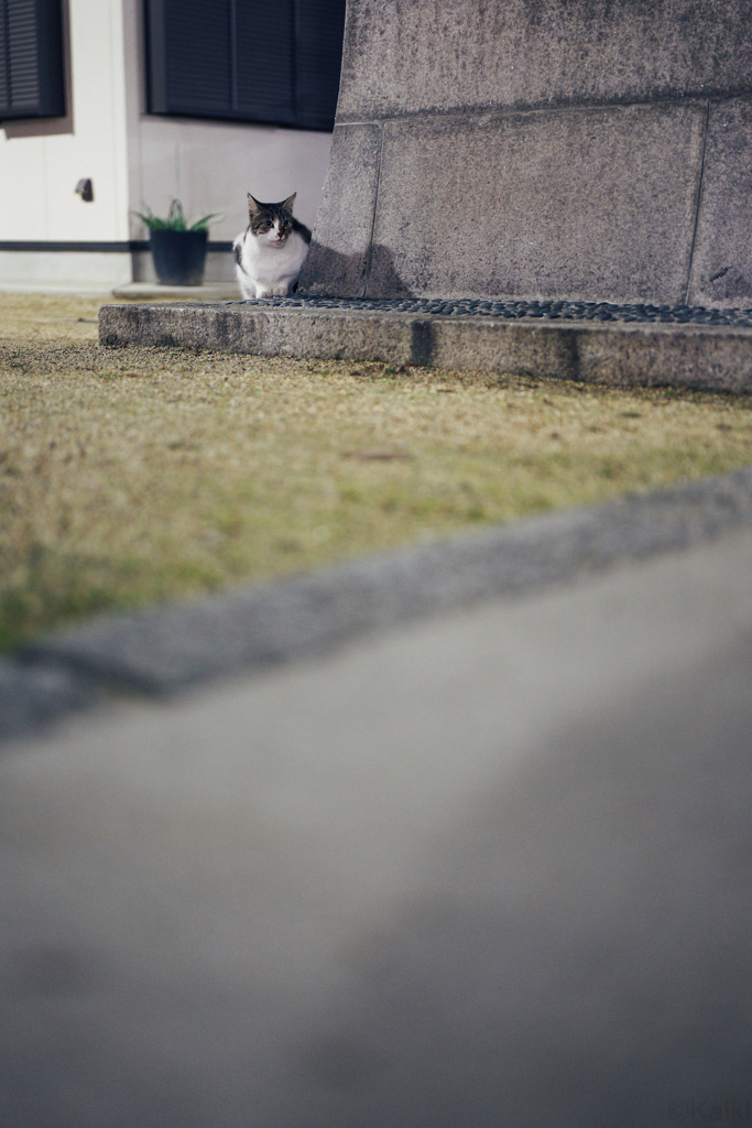主