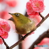 ふぁっさー
