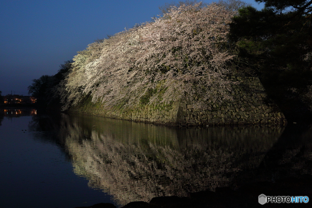 彦根桜