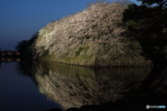 彦根桜