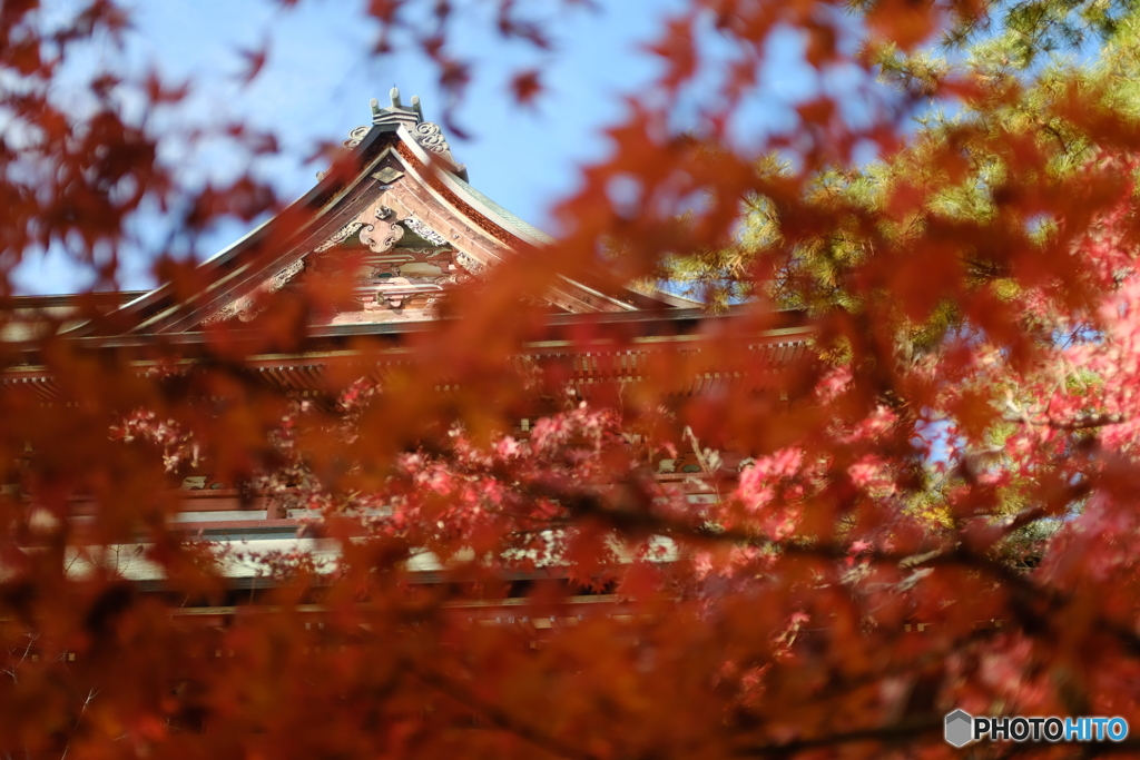 紅の隙間に