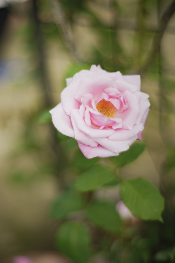 薔薇