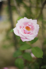 薔薇