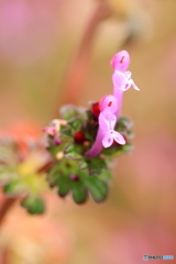 春の花といえば②