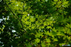 青紅葉