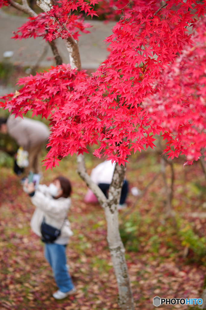 紅葉撮り
