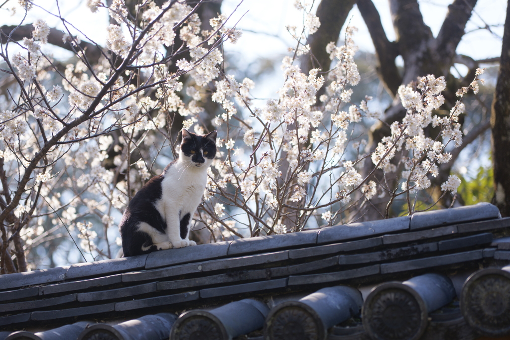花見