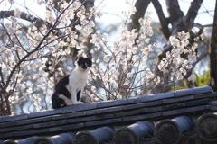 花見