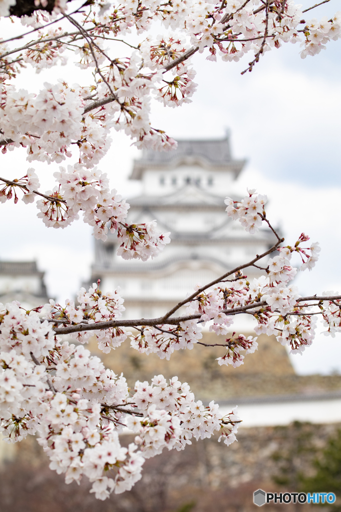 城下の桜