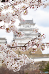 城下の桜