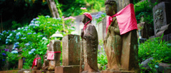 紫陽花寺