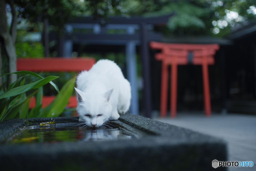 守り猫
