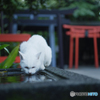 守り猫