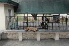 Snap in the Philippines④