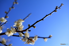 う　め