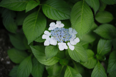 紫陽花