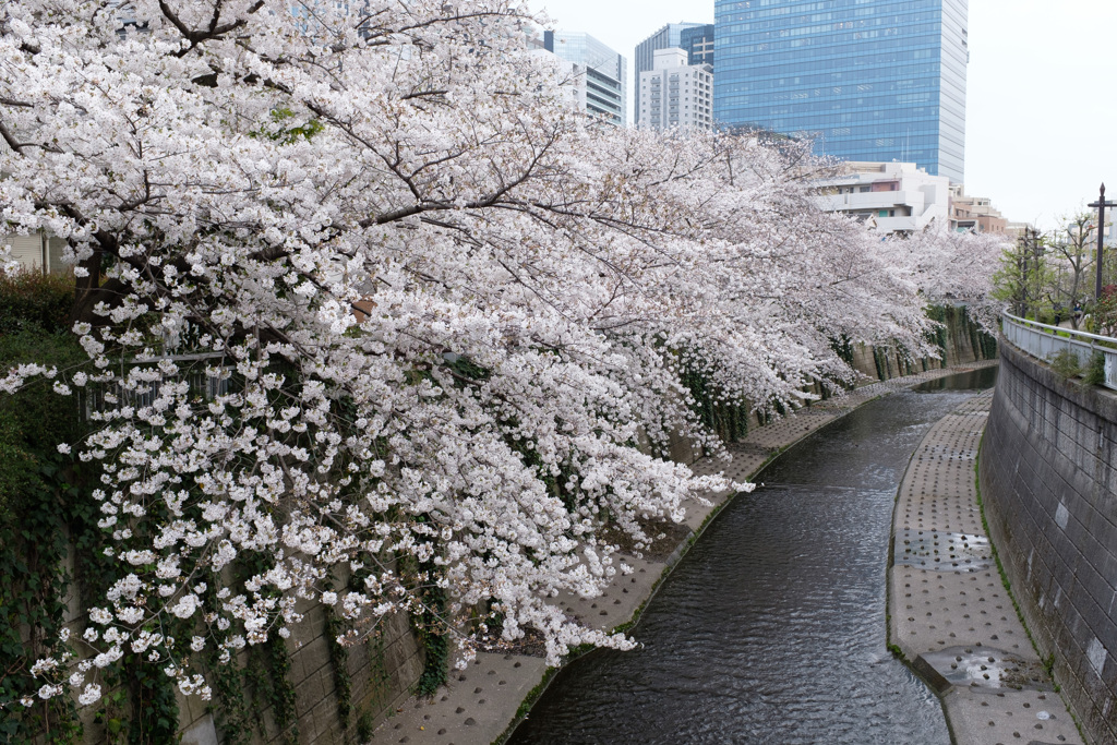 桜川