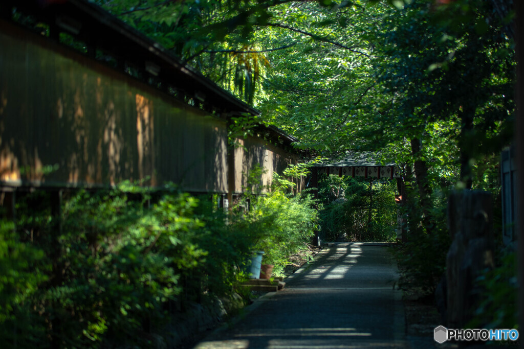 緑の路