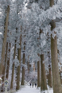 樹氷の林道