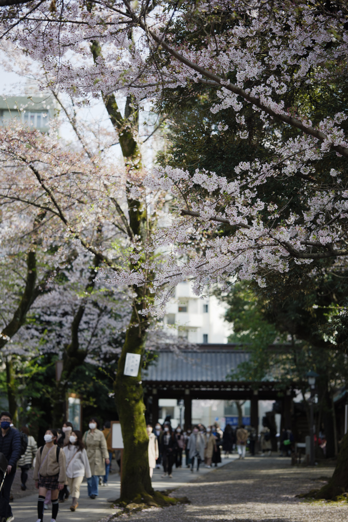 境内の桜