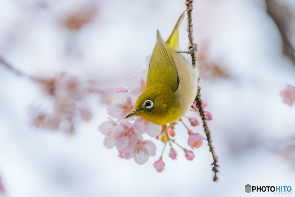 うめじろー