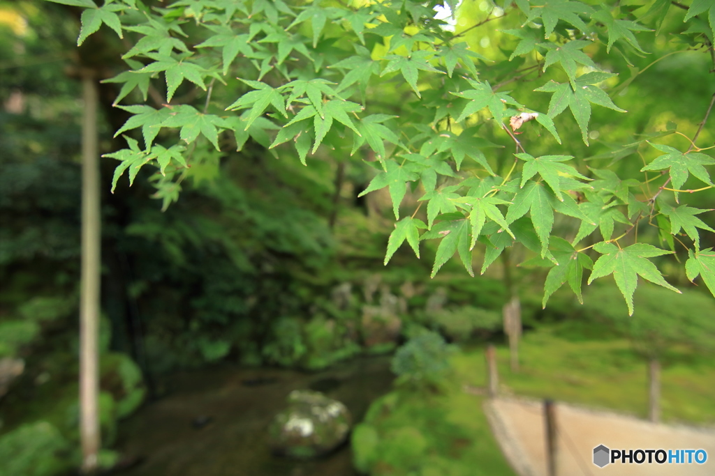 試写①