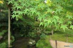 試写①