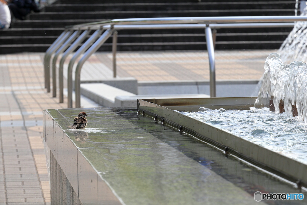 都会っ子の水浴び