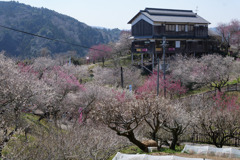 梅の郷