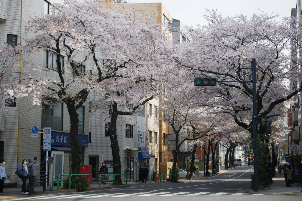 桜並木