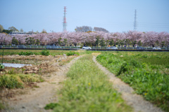 並木