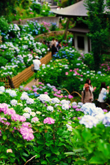 紫陽花寺