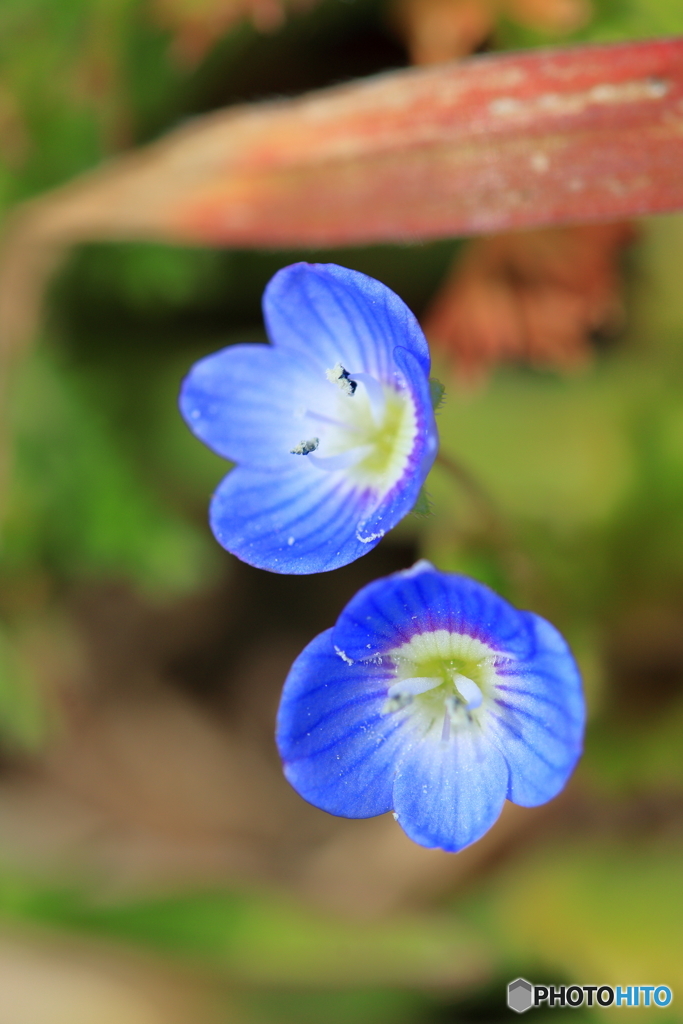 春を告げる花といえば