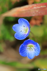 春を告げる花といえば