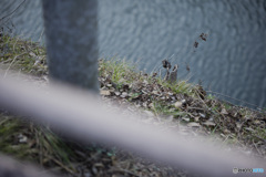 枯