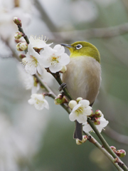 うめじろー