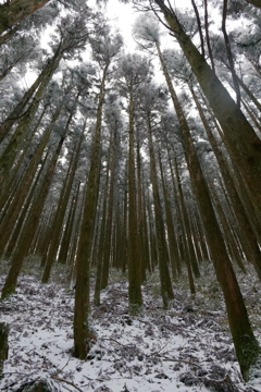 凍える木々