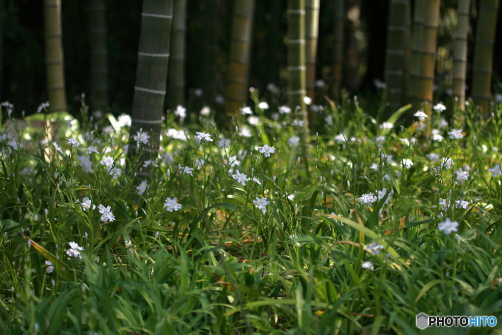 山中の花畑