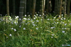 山中の花畑