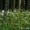 山中の花畑