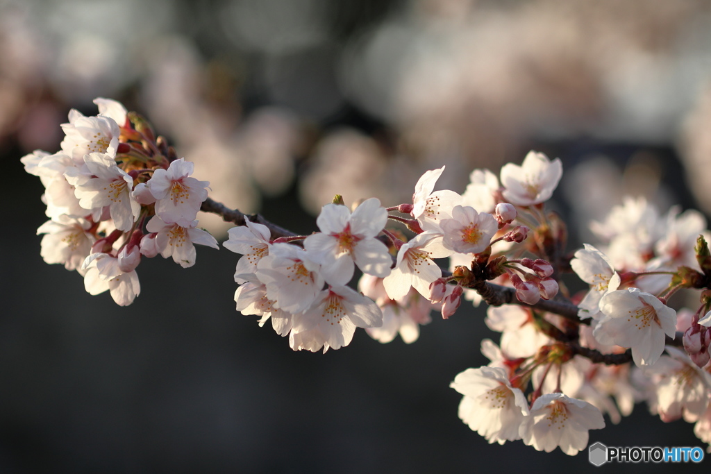 夕桜