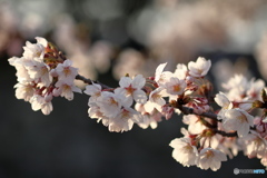 夕桜