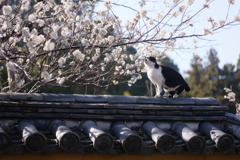 香楽