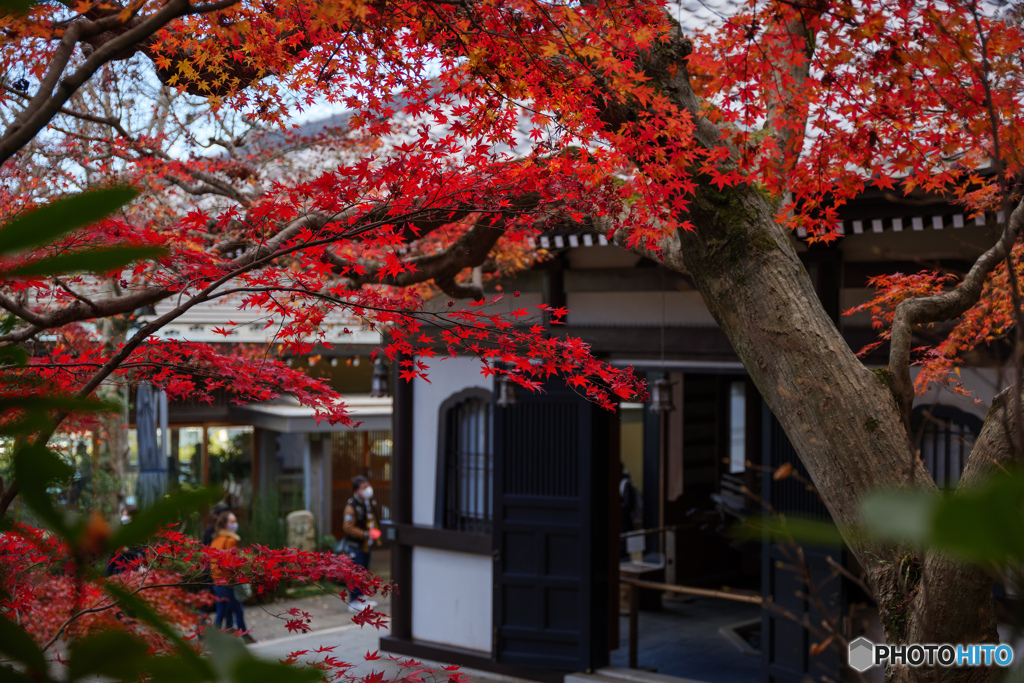 紅葉