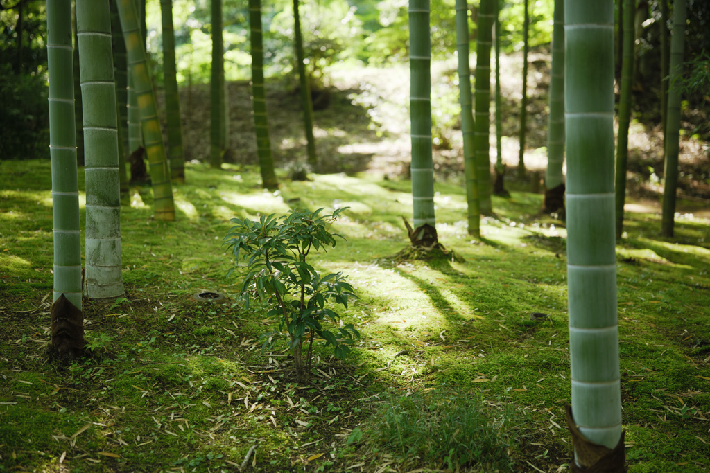 竹林